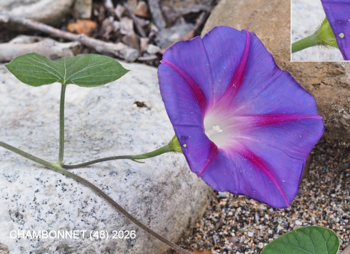 Morning Glory flower